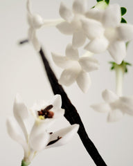 No3 Étang Noir roll-on cap close-up for travel-friendly fragrance.