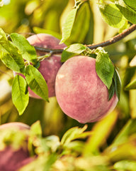 Skylar Peach Fields top notes visual highlighting mandarin and grapefruit brightness.