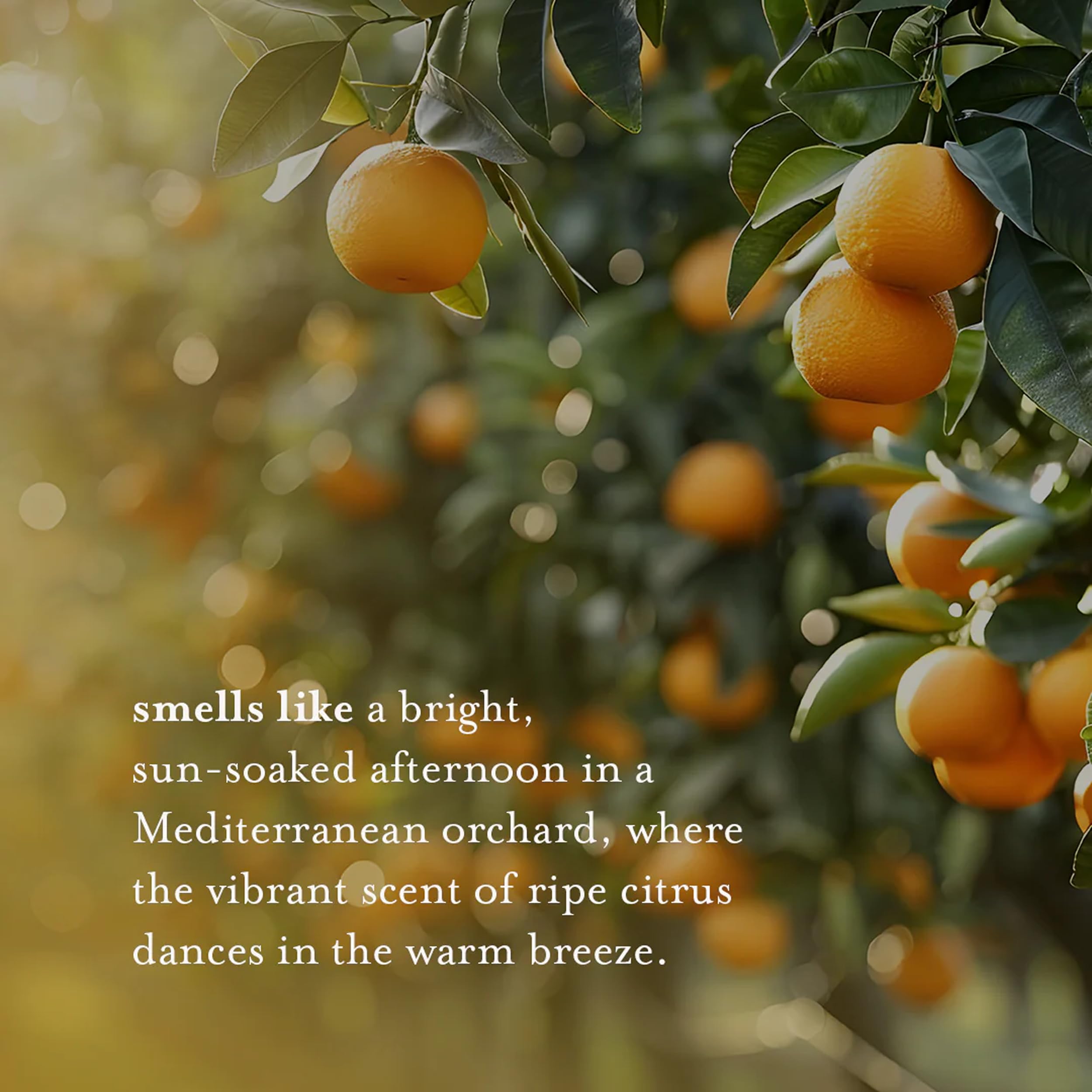 A LA MAISON Citrus Blossom rich lather demonstrates skin-friendly cleansing