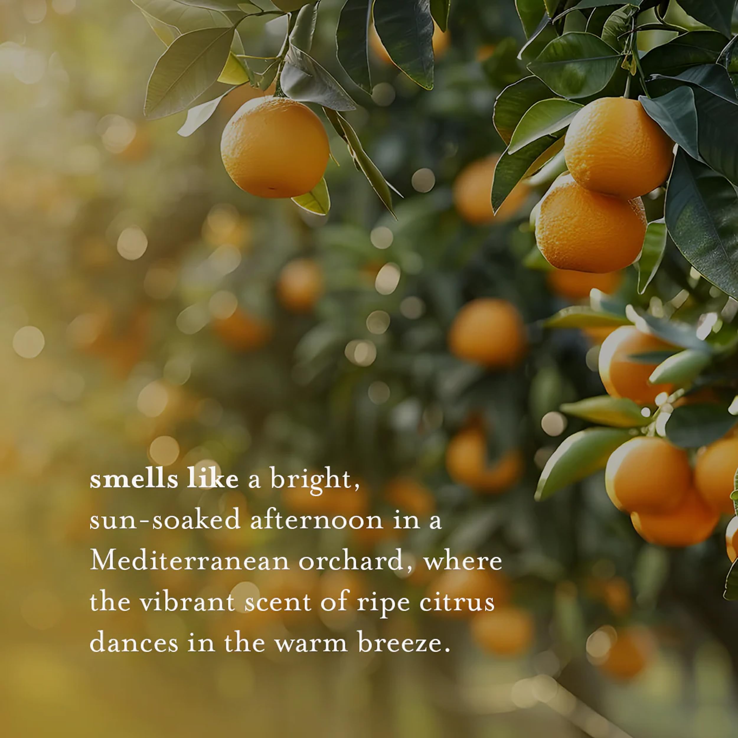 A LA MAISON Plant-oil ingredients showcase natural nourishment for the skin.