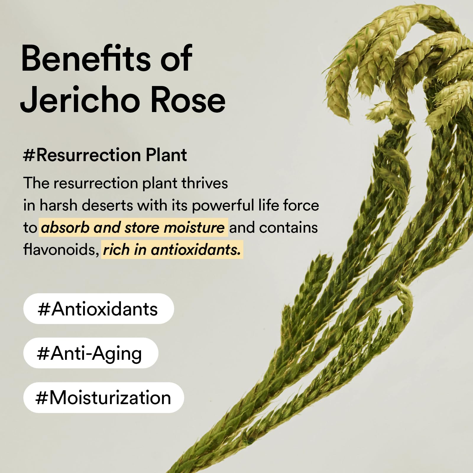Abib Jericho Rose Cream ingredients visual hints at soothing benefits.