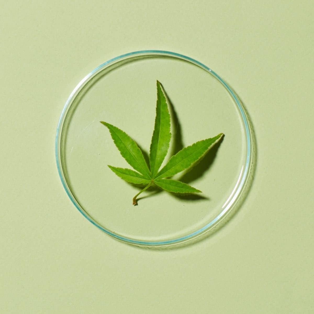 CannaCell hemp stem cell blend featured for skin support and protection.