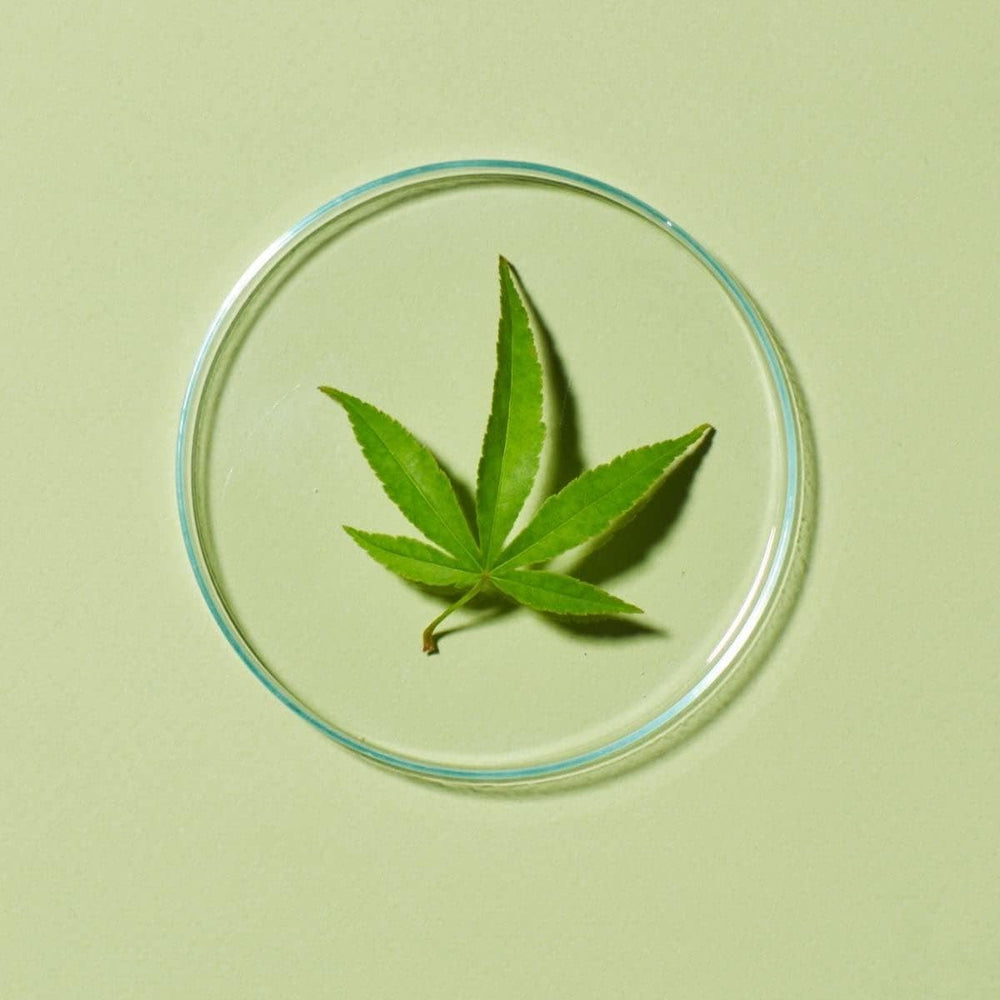 CannaCell hemp stem cell blend featured for skin support and protection.