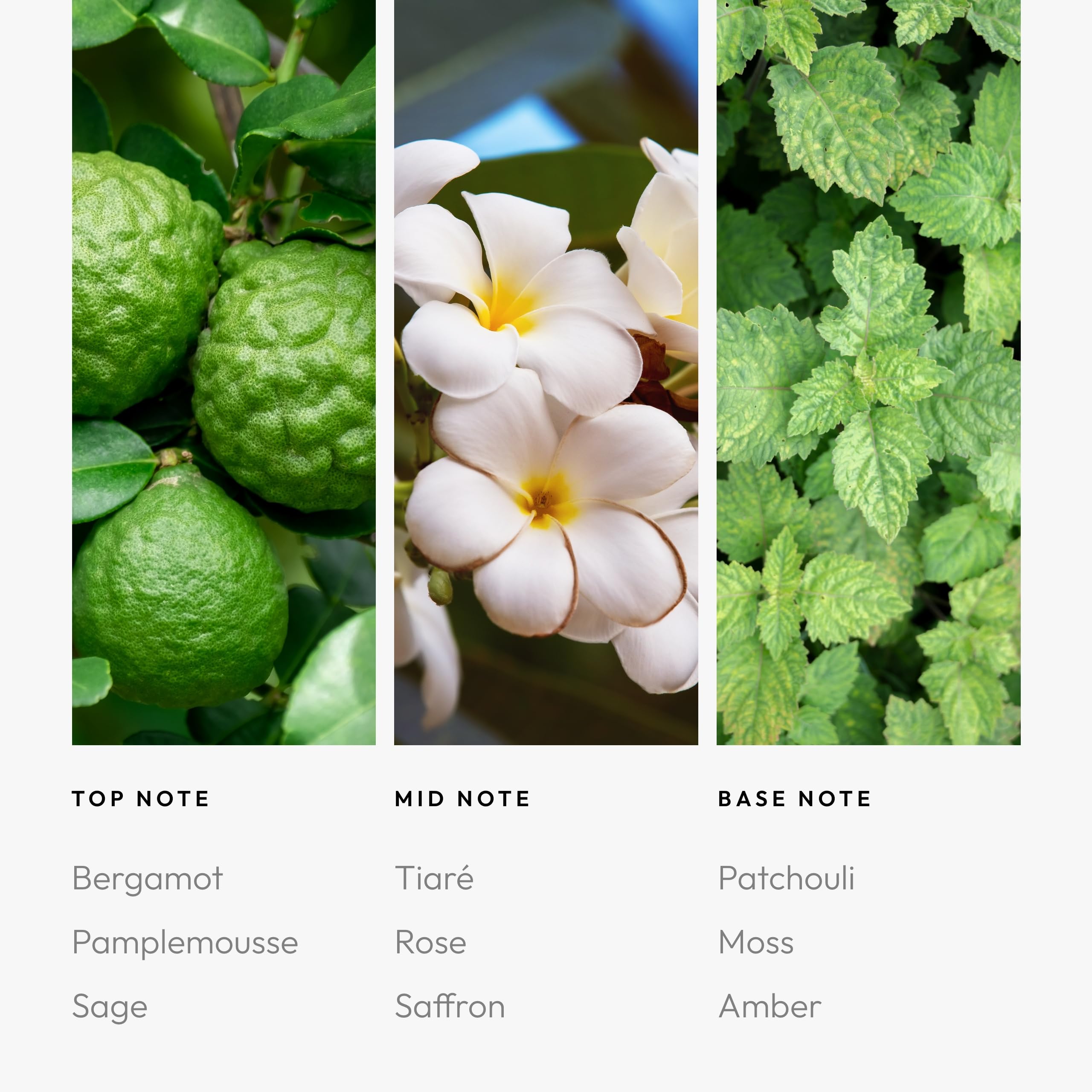 Aroma360 moss base provides earthy depth for everyday sophistication