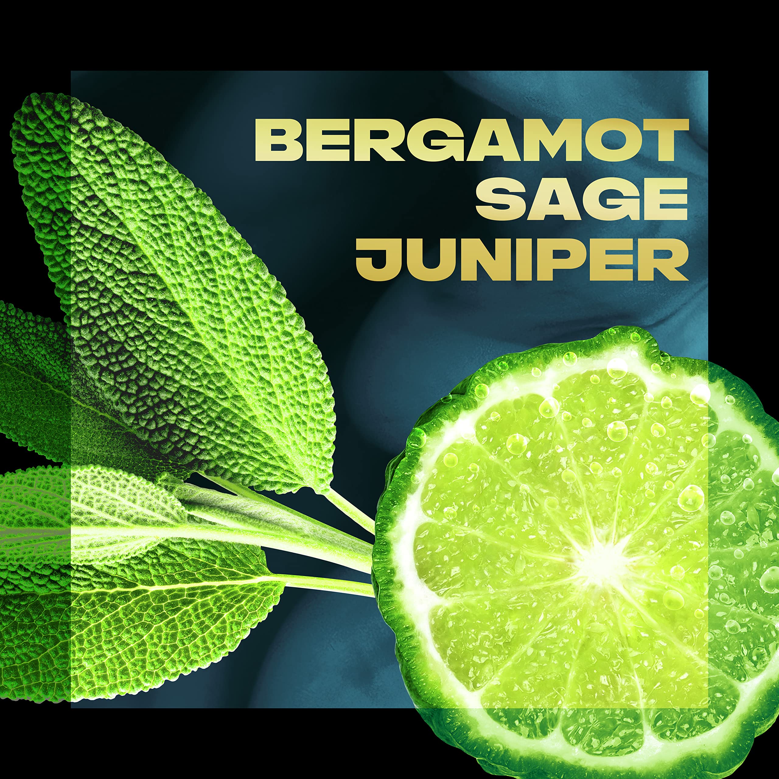Notes Bergamote Sauge Genievre: parfum frais et masculin.