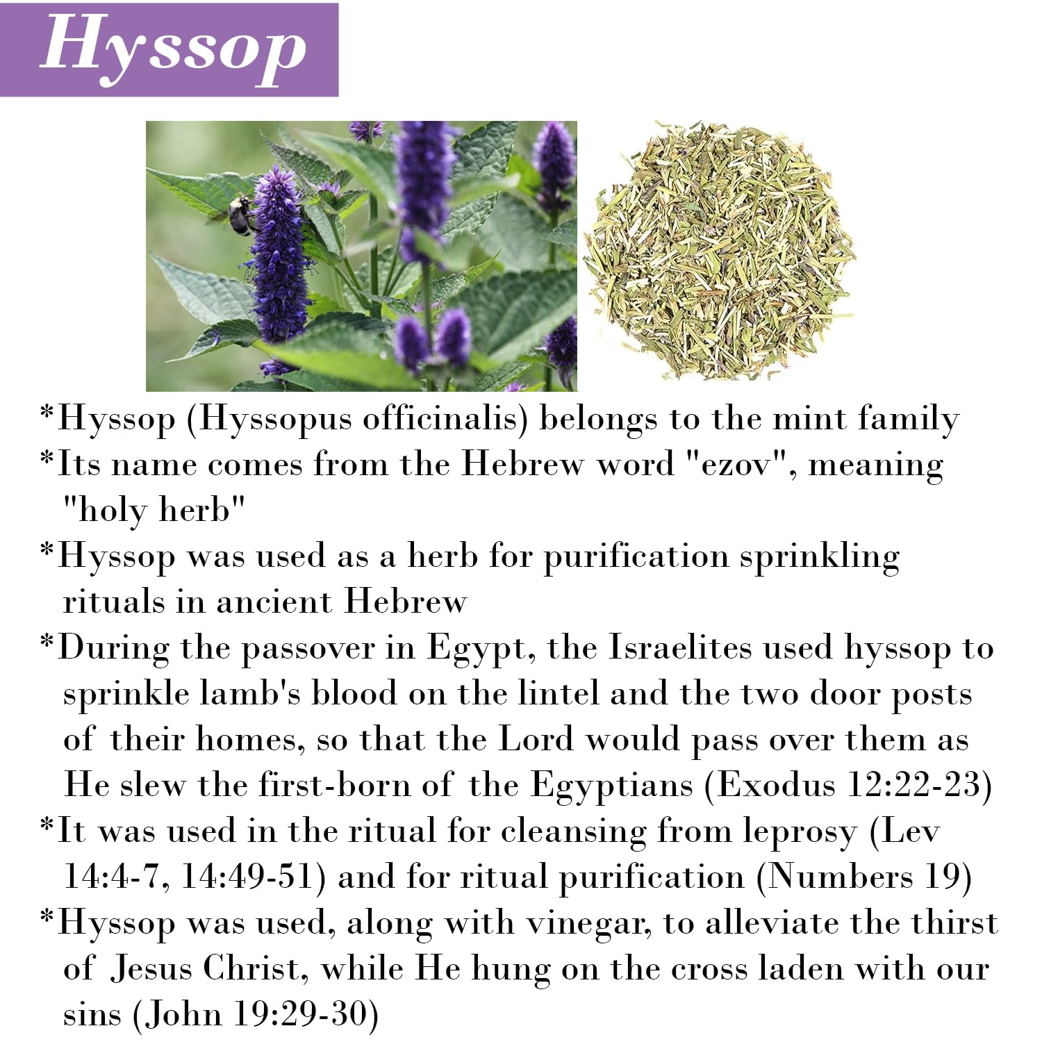 BIBLE N Beautyoils hyssop foaming lather ready for daily cleansing moments.