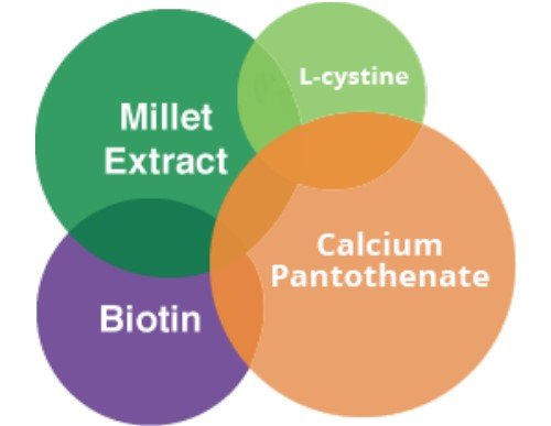 bodi PRIORIN hair structure illustration showing strengthened roots and texture.