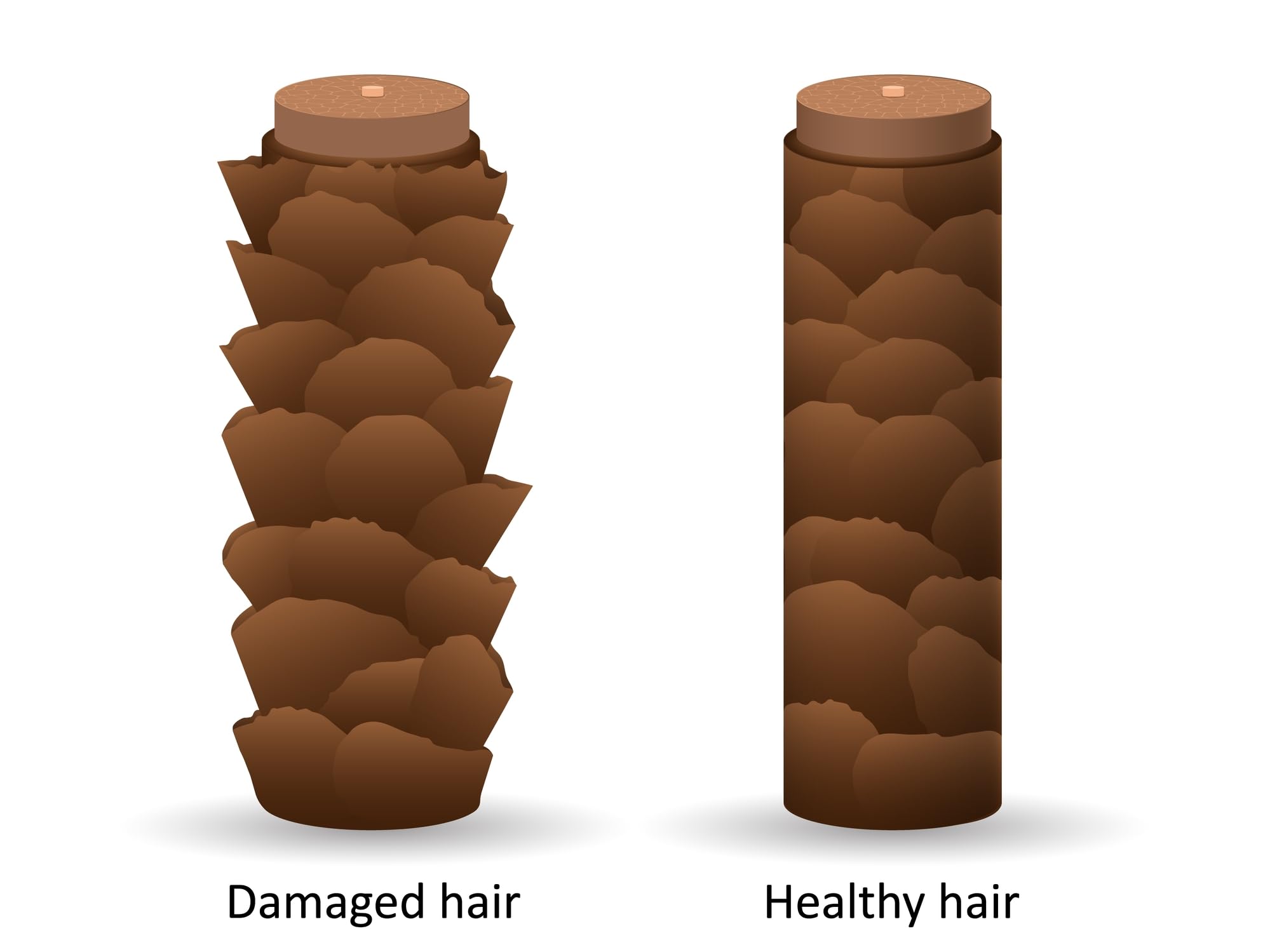 DermOrganic extrait de raisin – protecteur naturel pour la couleur des cheveux.