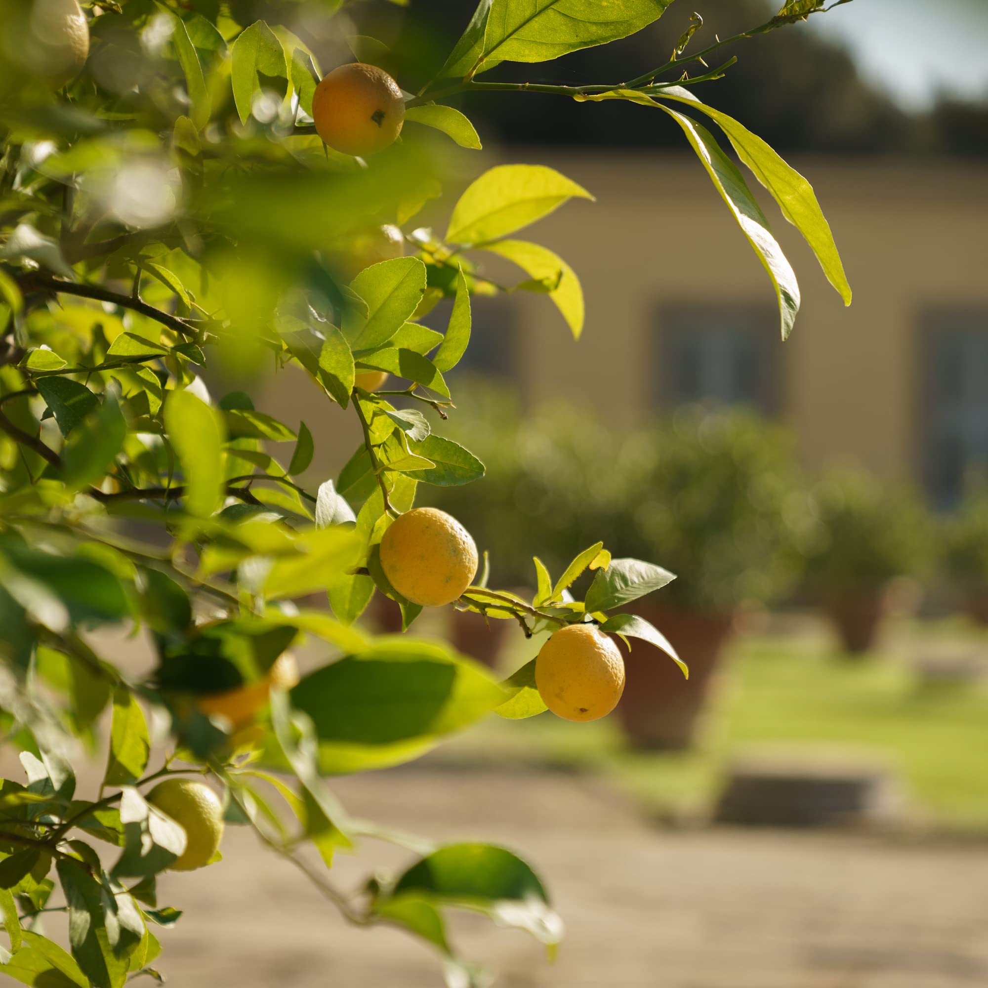 Dr. Vranjes Ginger Lime lifestyle setting, inviting ambience at home.