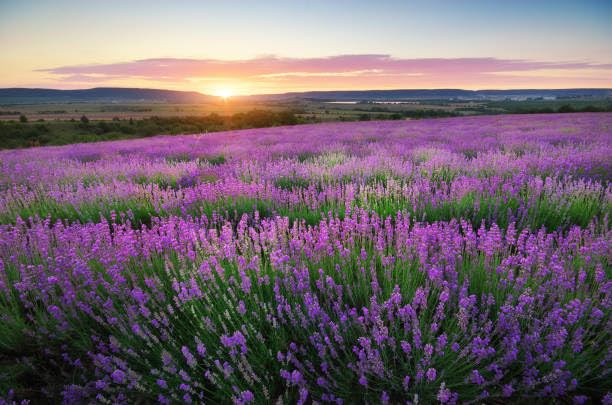Pouring ECOS Lavender Hand Soap Refill showing plant-based cleansing