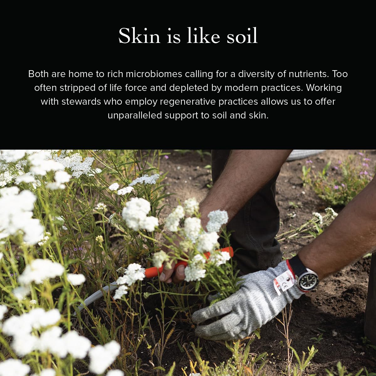 Evanhealy frankincense aroma conveys calm, elevating daily skincare rituals.