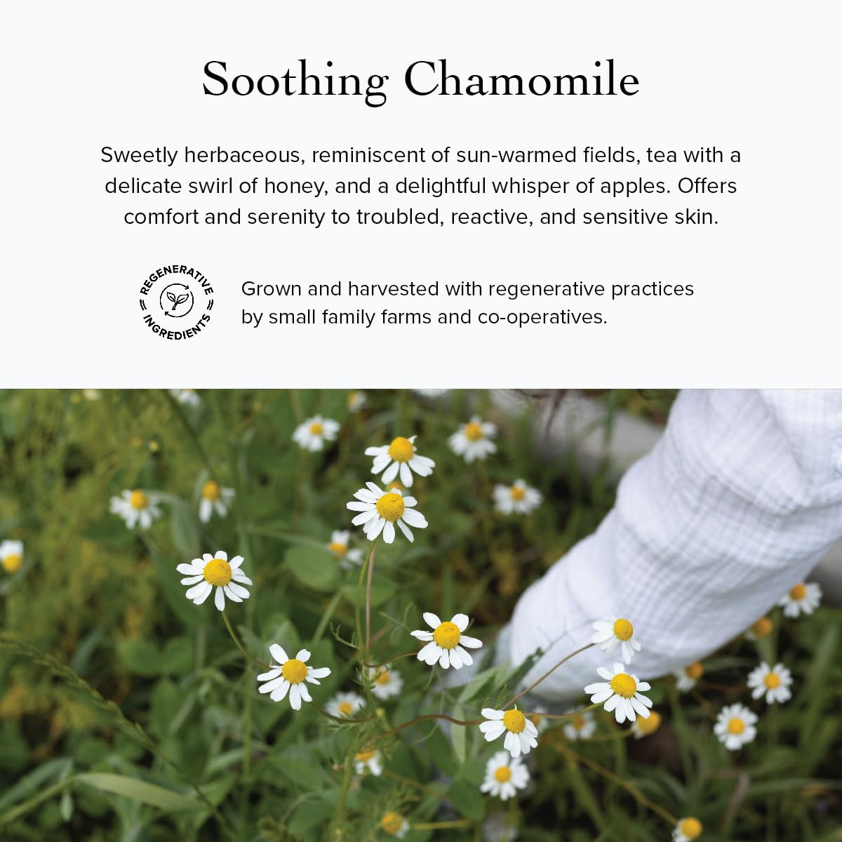 Evanhealy Lavender Chamomile hydrosols steam, calming cleanse aromatics.