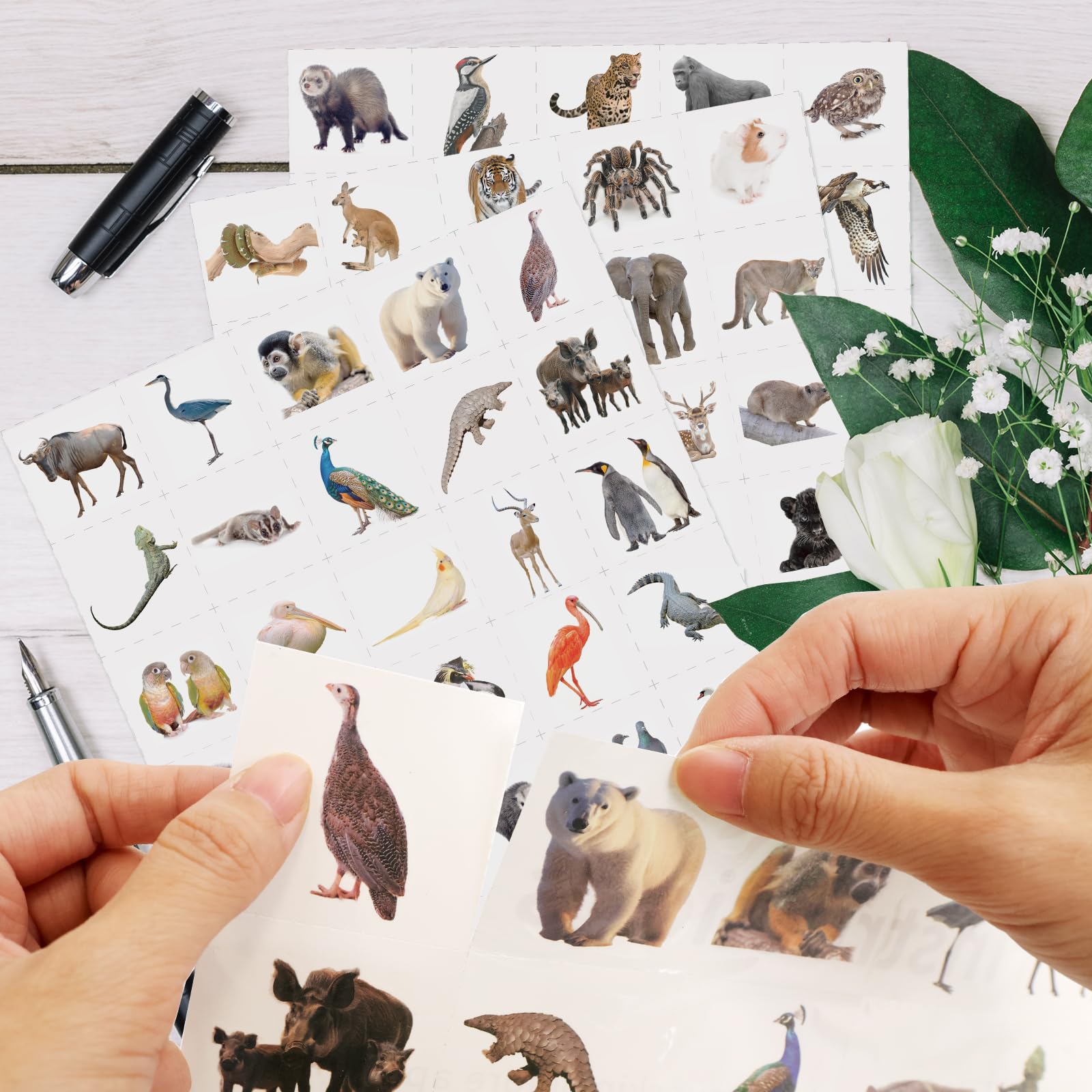 Fancy Land bear and wolf designs on safari sheet for wildlife-themed activities.
