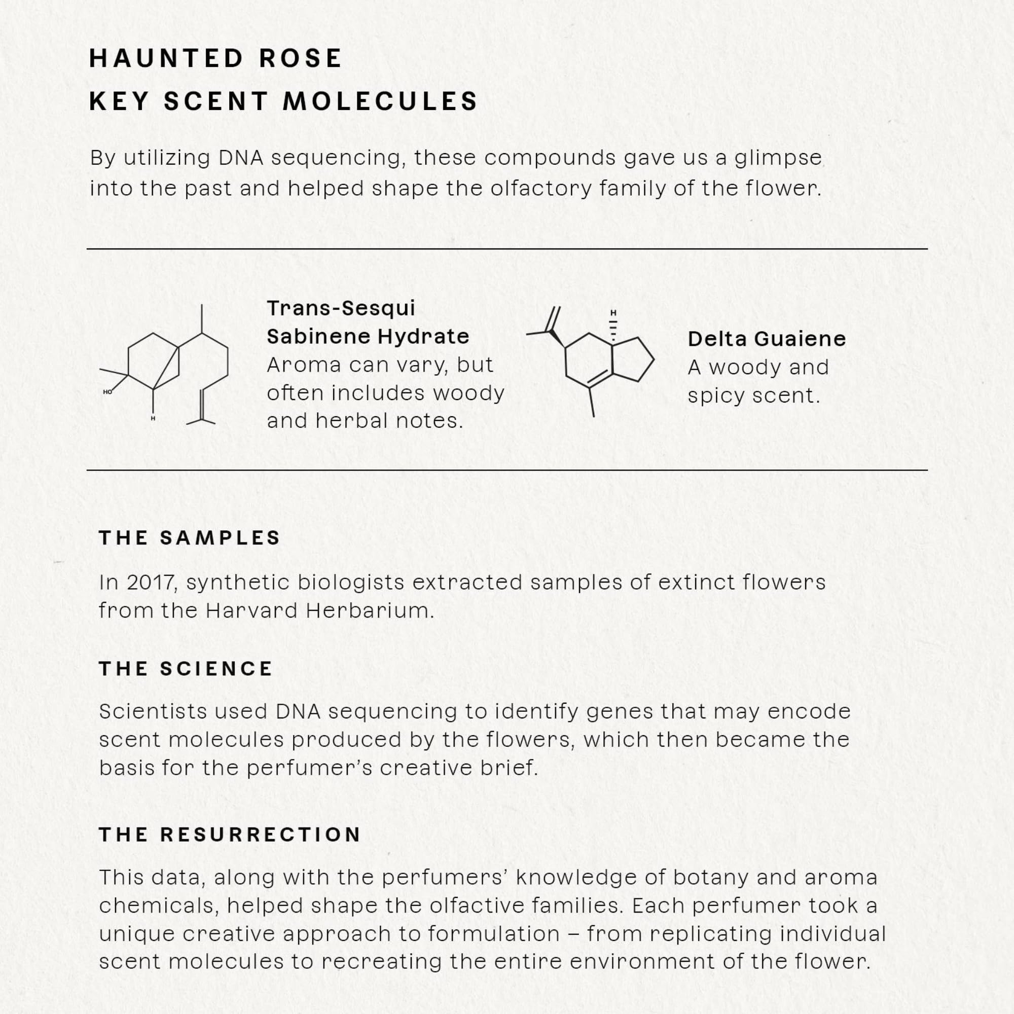 Future Society Haunted Rose rose note visual evoking romantic floral scent