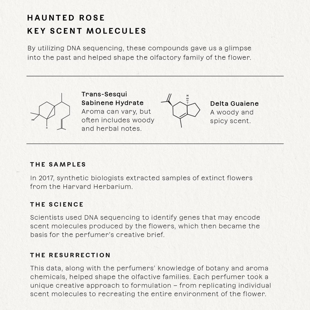 Future Society Haunted Rose rose note visual evoking romantic floral scent
