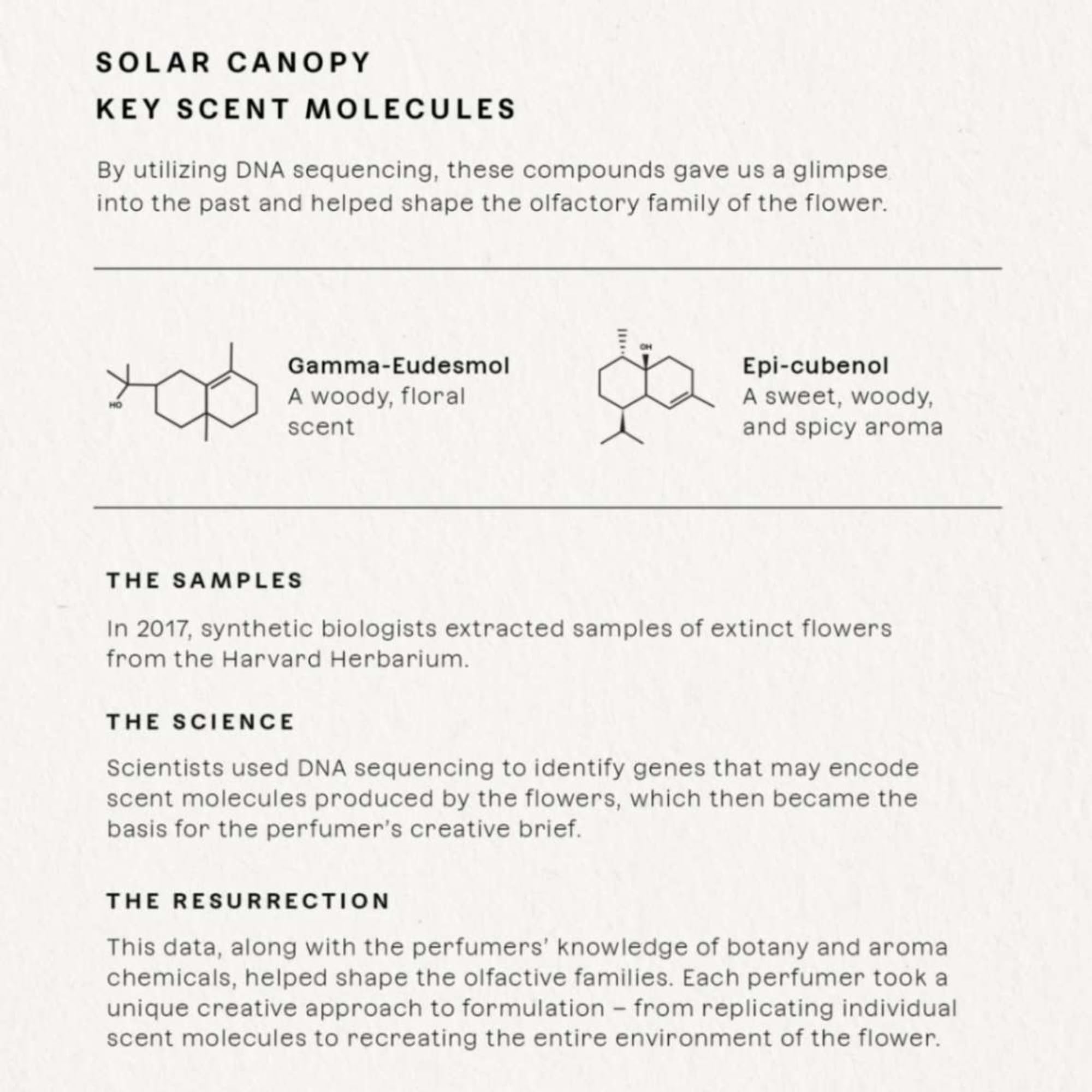 Future Society Solar Canopy rose and bergamot interaction scene, hinting at balanced fragrance.