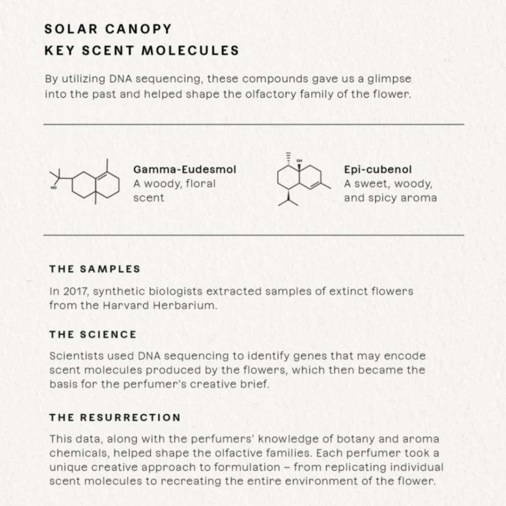 Future Society Solar Canopy rose and bergamot interaction scene, hinting at balanced fragrance.