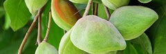G AND M Kakadu Plum Cream jar close-up reveals rich texture