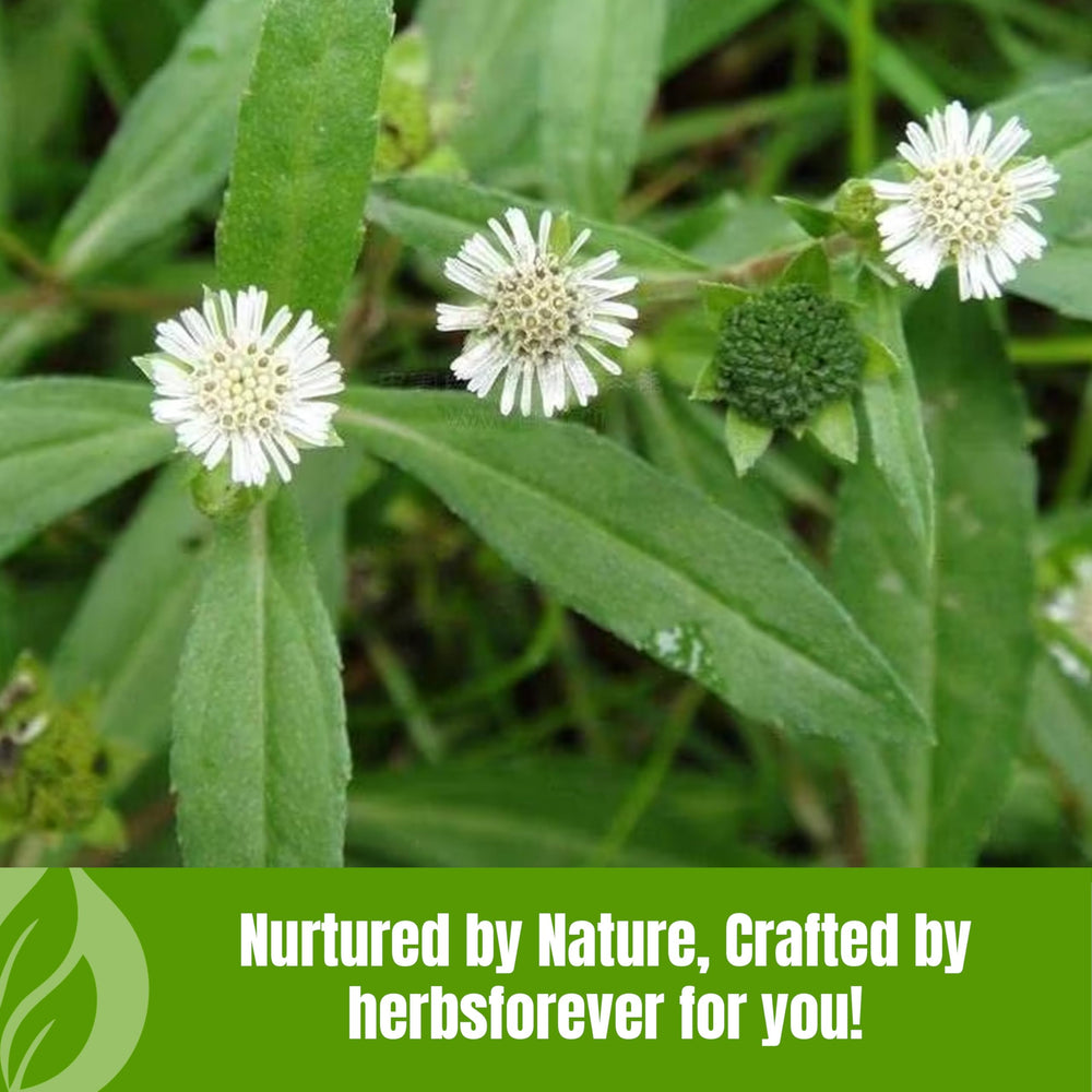 HerbsForever Bhringaraj 2x-potency powder offers intensified traditional benefits.