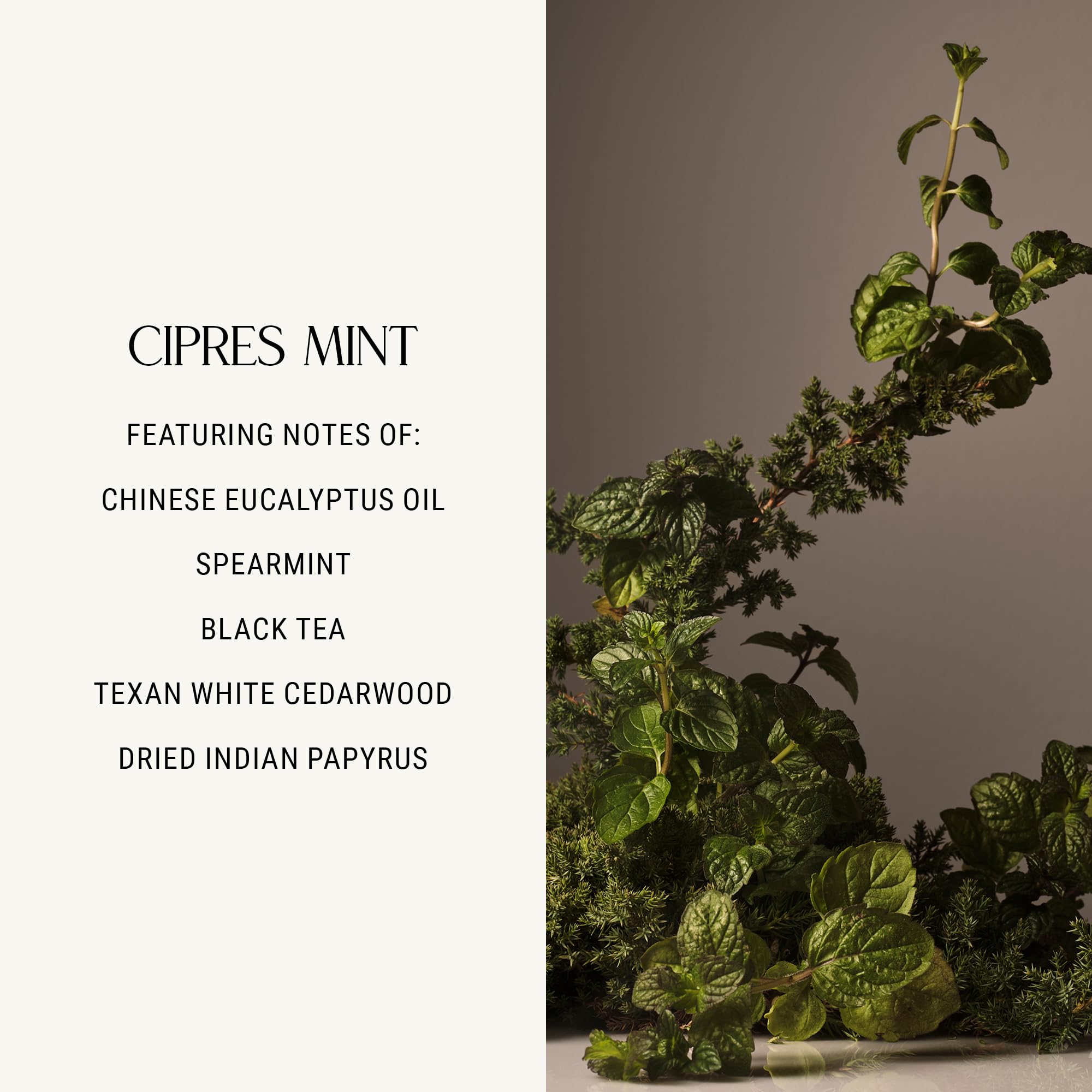 Homecourt Cipres Mint scent evokes spa-like aromatics for refreshing sessions.