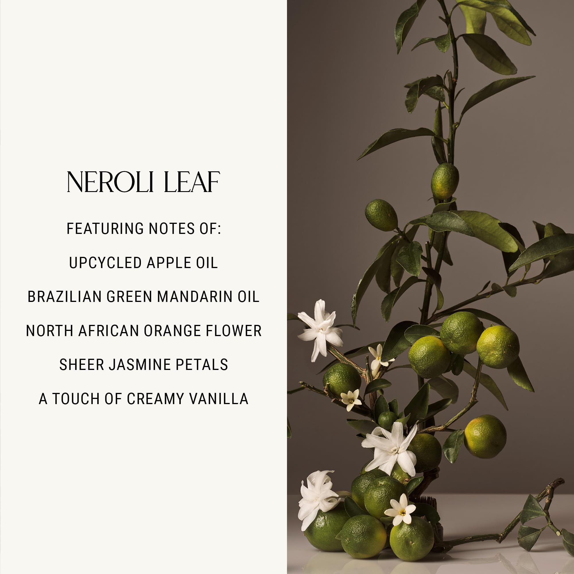 Rich lather from Homecourt Neroli Leaf shows moisturizing foam