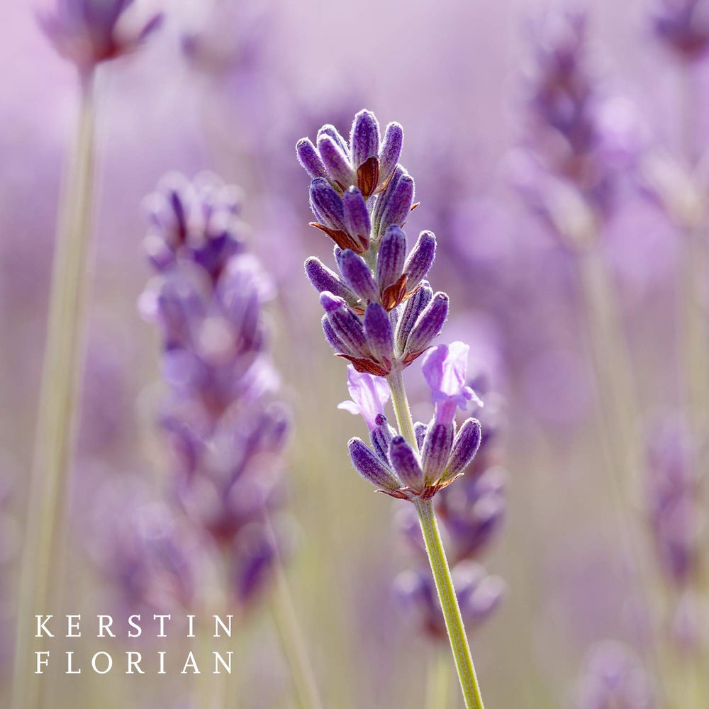 Kerstin Florian Clarifying Lavender Oil on hand illustrating versatile hydration for dry areas.
