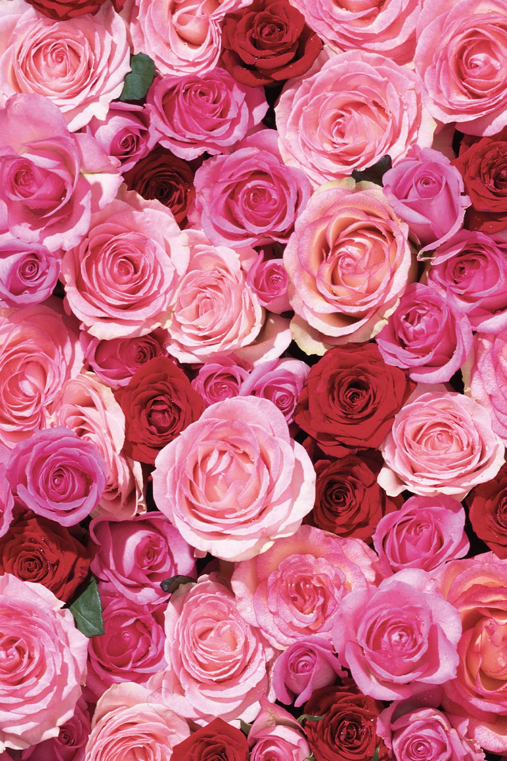 KHADI Rose Love geranium silhouette indicating natural balance for skin