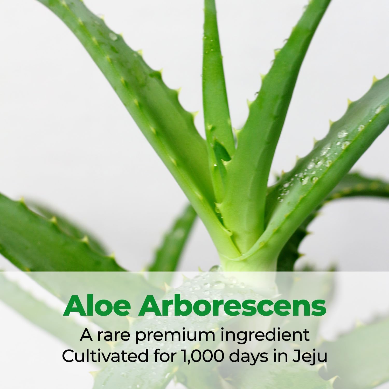 Kim Jeong Moon Aloe rare Aloe Arborescens extract highlights Jeju sourced soothing care