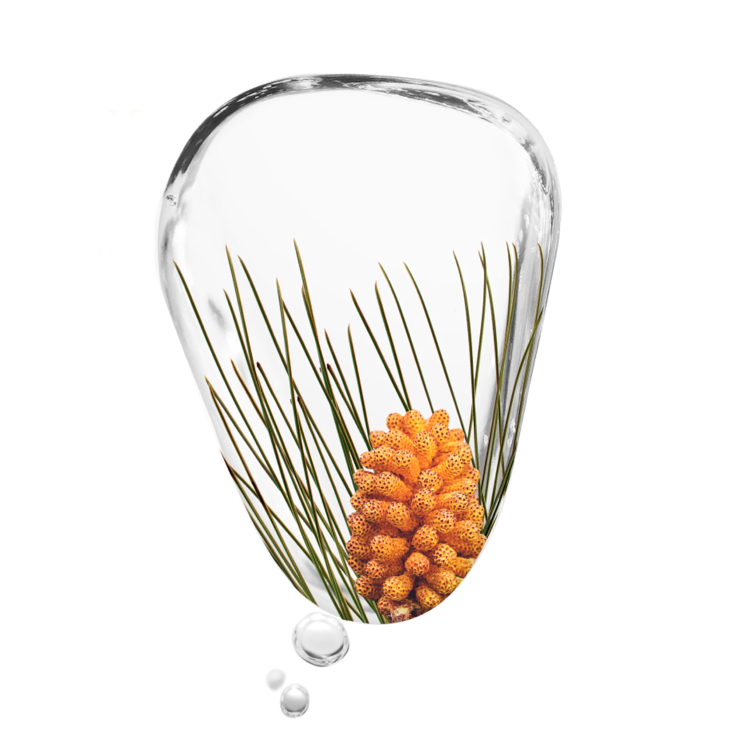 KORRES Black Pine bud extract forest scene highlighting natural antioxidant finish.