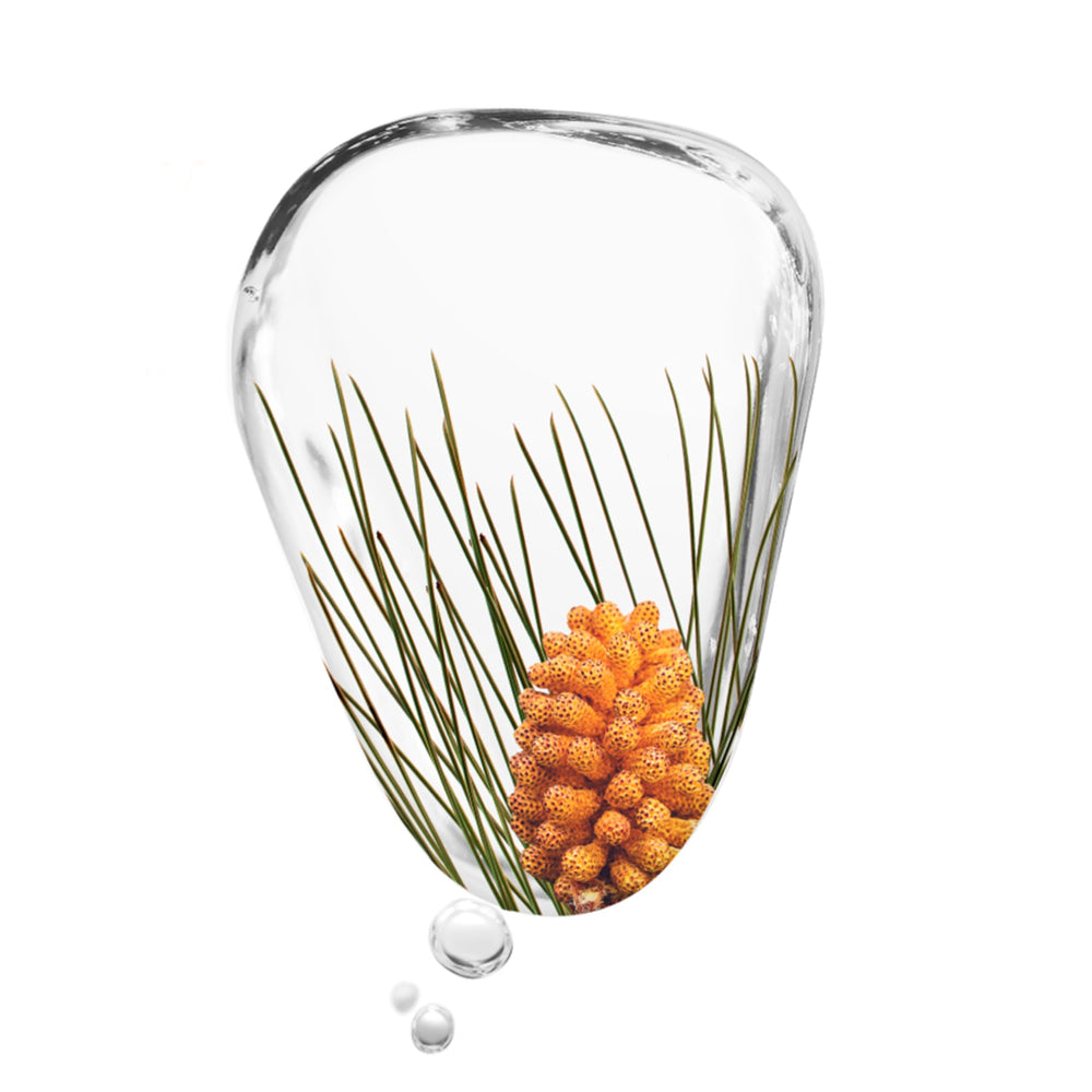 KORRES Black Pine bud extract forest scene highlighting natural antioxidant finish.