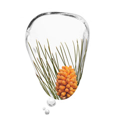 KORRES Black Pine bud extract forest scene highlighting natural antioxidant finish.
