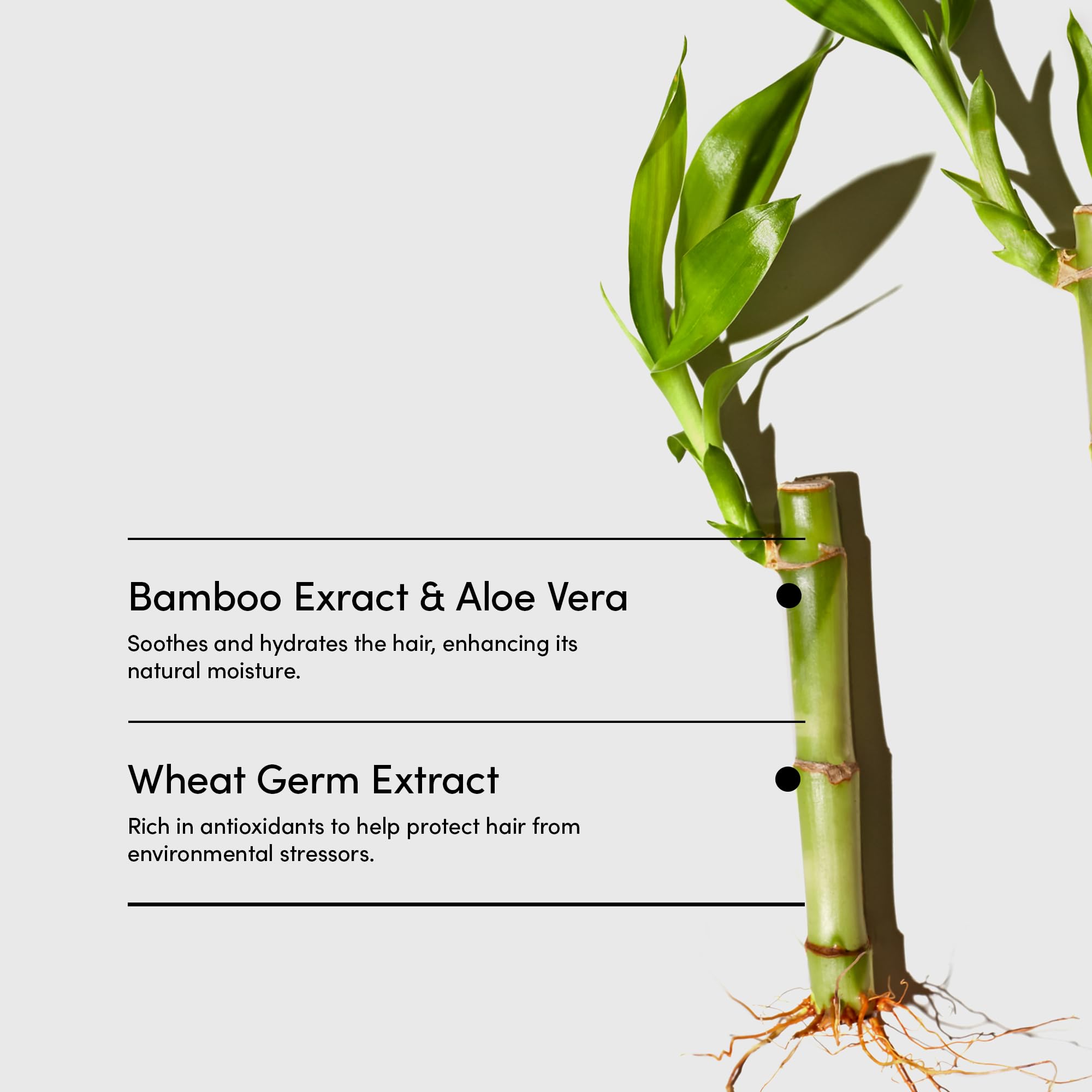 Ingredient visual featuring avocado oil for nourishing shine