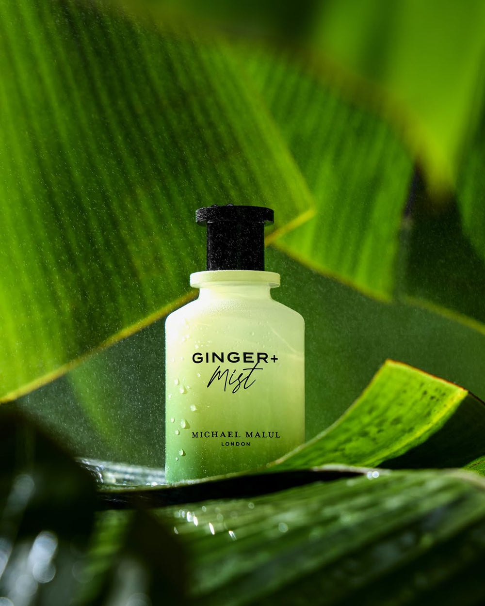 Michael Malul Ginger + Mist packaging shows a sleek 100 ml bottle.