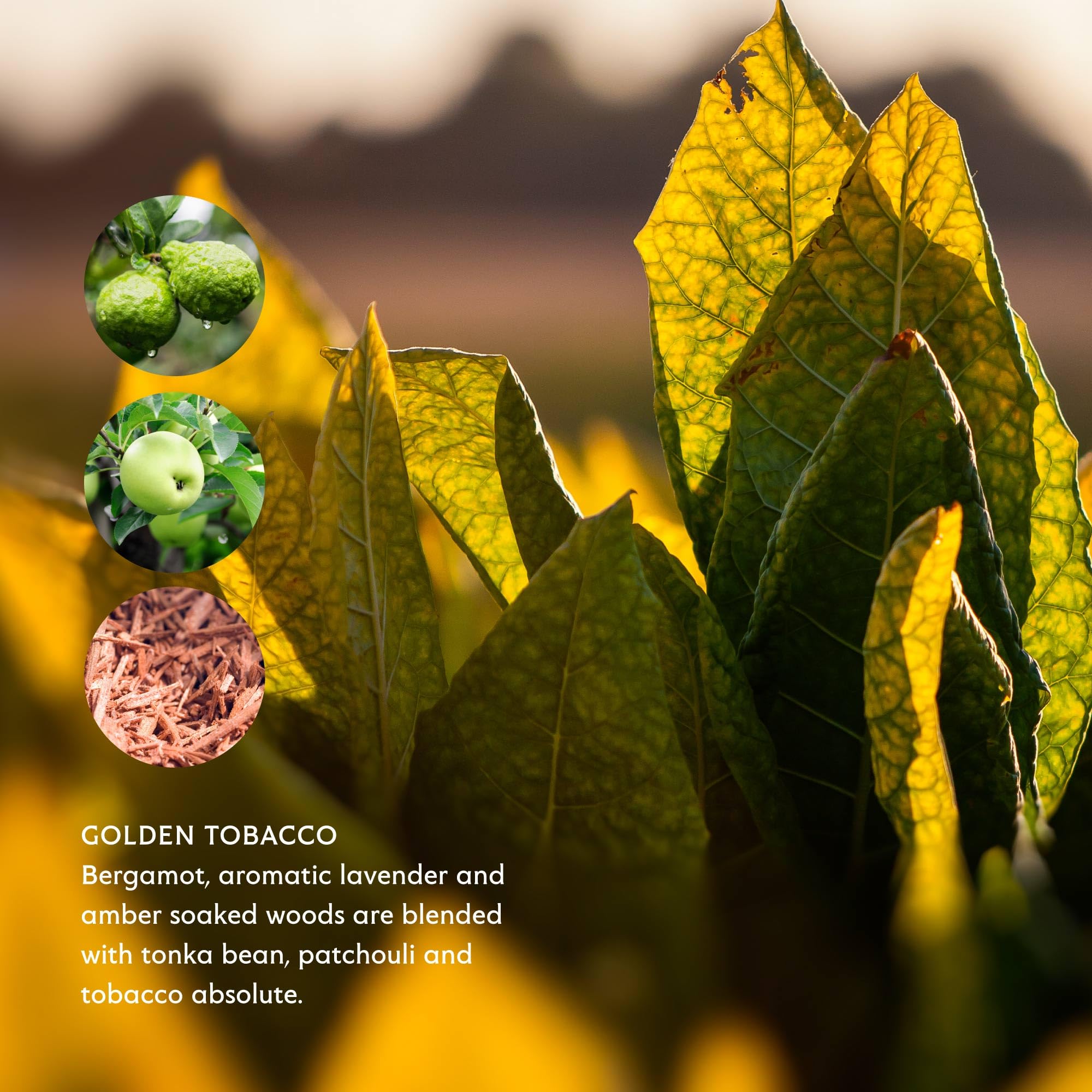 Mistral organic aloe vera ingredients highlight skin care