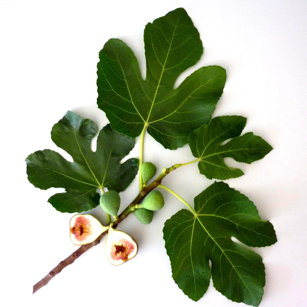 Murchison-Hume Velvet Glove Hand Cream Original Fig fragrance enhances routine