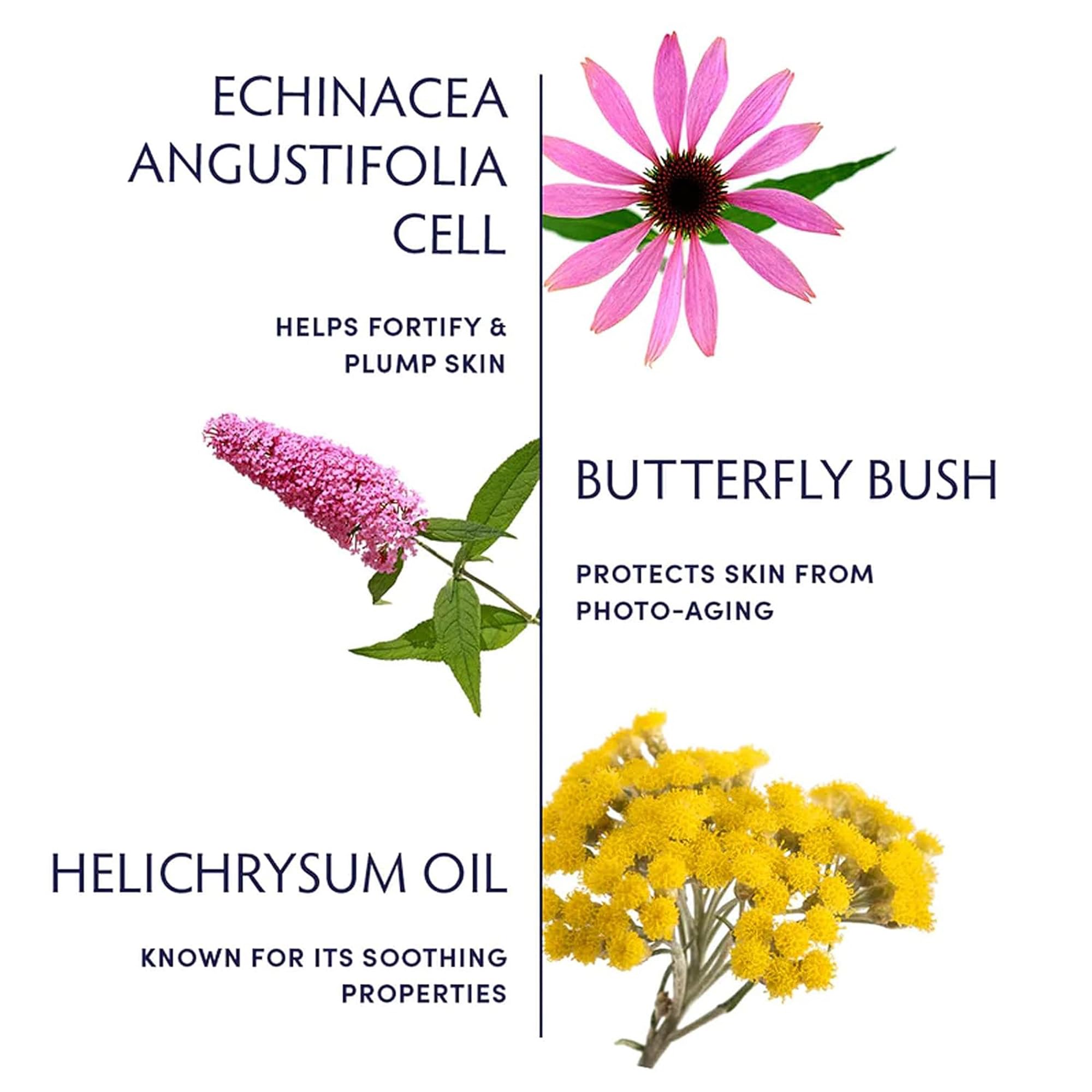 Applying Naturopathica Plant Stem Cell Booster Serum to the face for a refined texture.