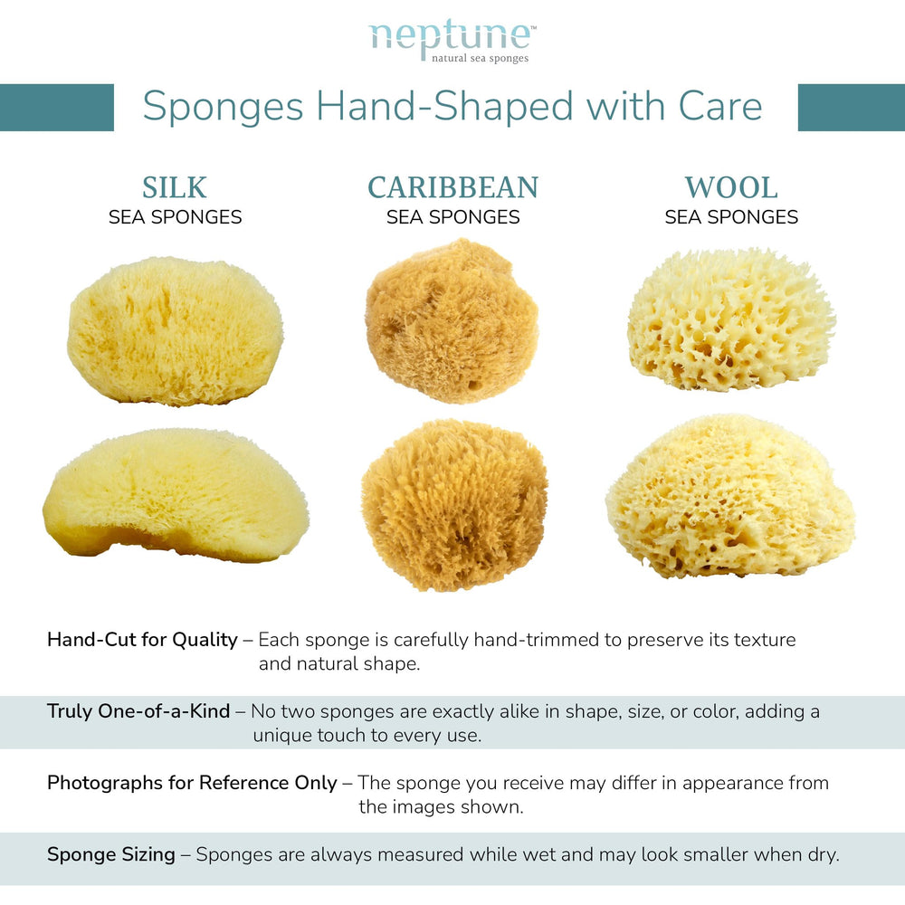 Neptune Caribbean Sea Sponge rinse and clean with baking soda to extend life