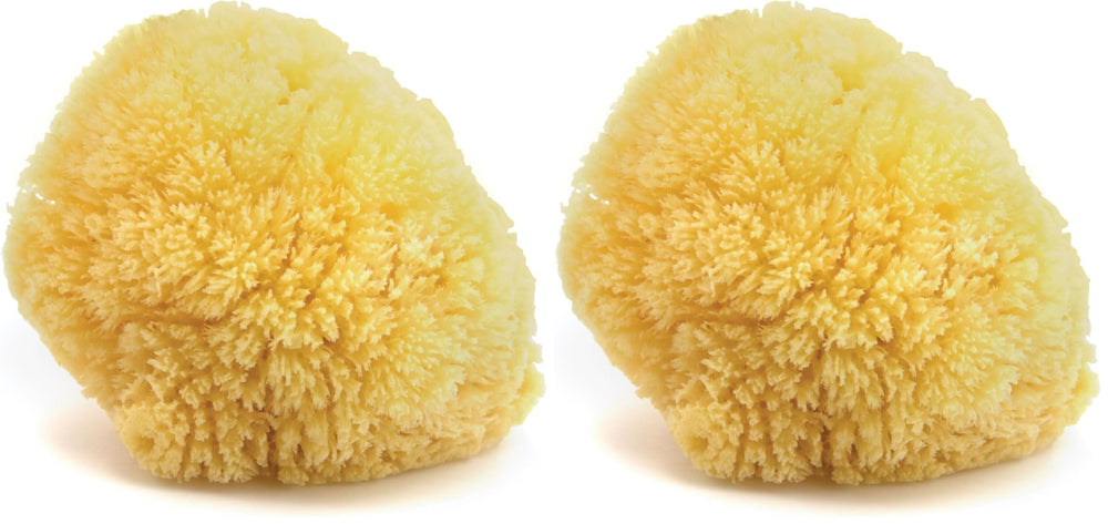 Neptune Caribbean Sea Sponge hand-cut large pack, natural and soft for daily bathing