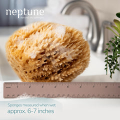 Neptune Caribbean Sea Sponge hand-cut with unique shapes and colors for a gentle cleanse