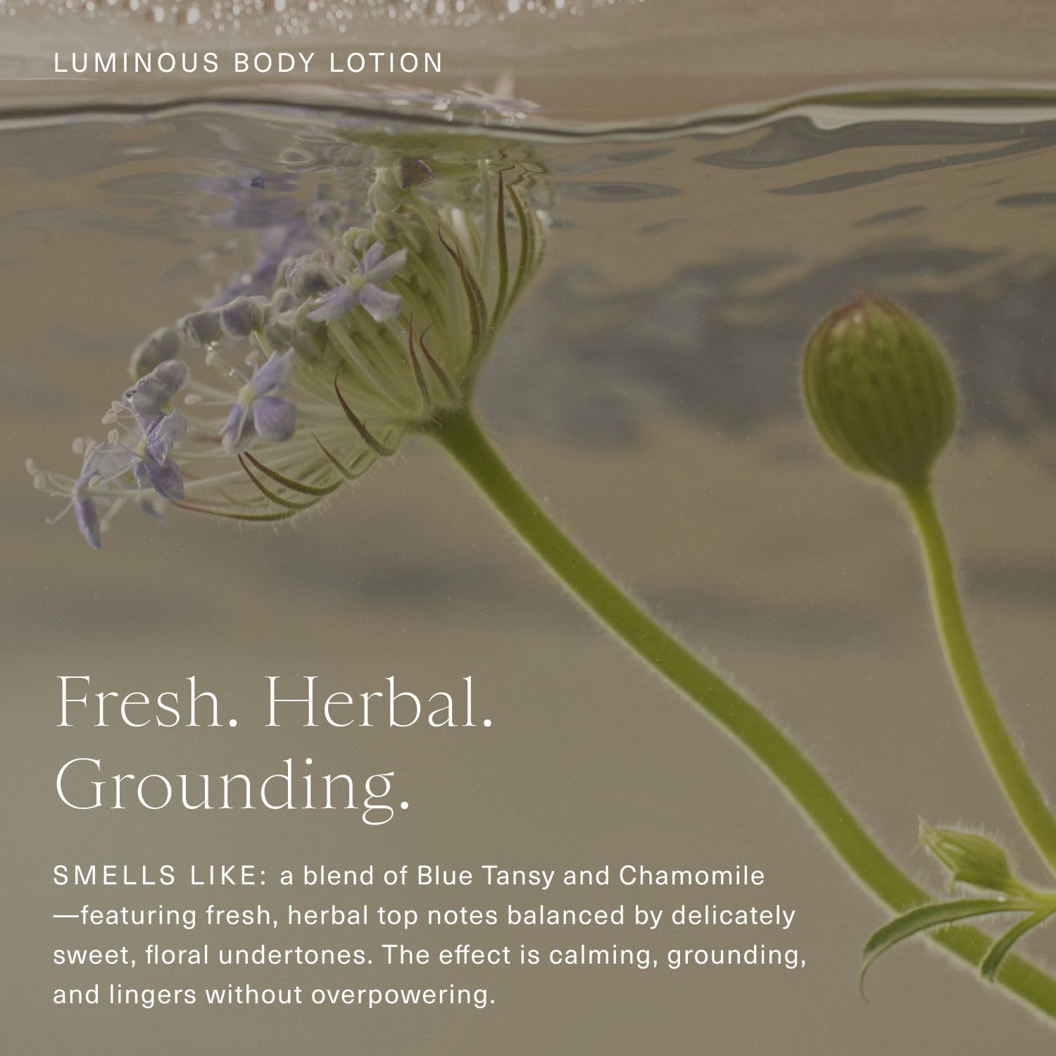 Oak Essentials Luminous Body Lotion turmeric extract supports antioxidant-inspired glow.