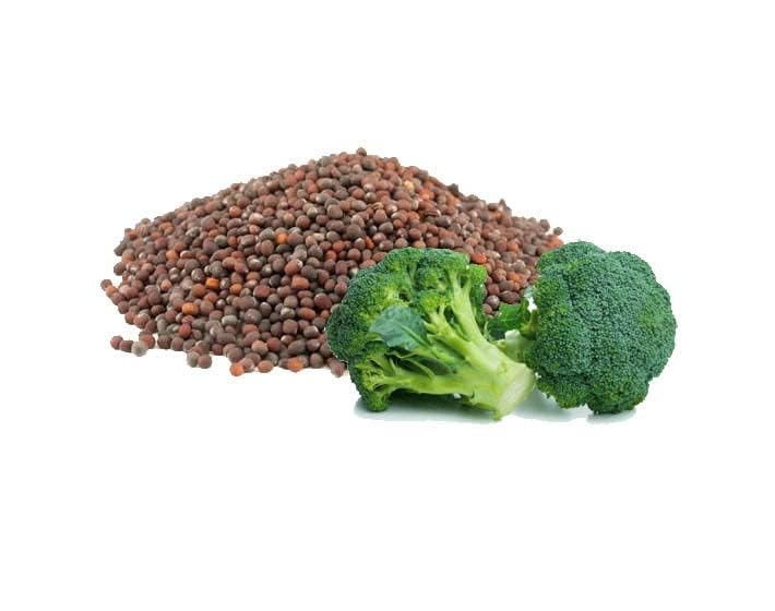 OPO broccoli seed oil texture on skin shows deep hydration and a soft finish.
