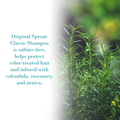 Botanical blend in Original Sprout shampoo with calendula, cucumber, arnica, rosemary for gentle cleansing.