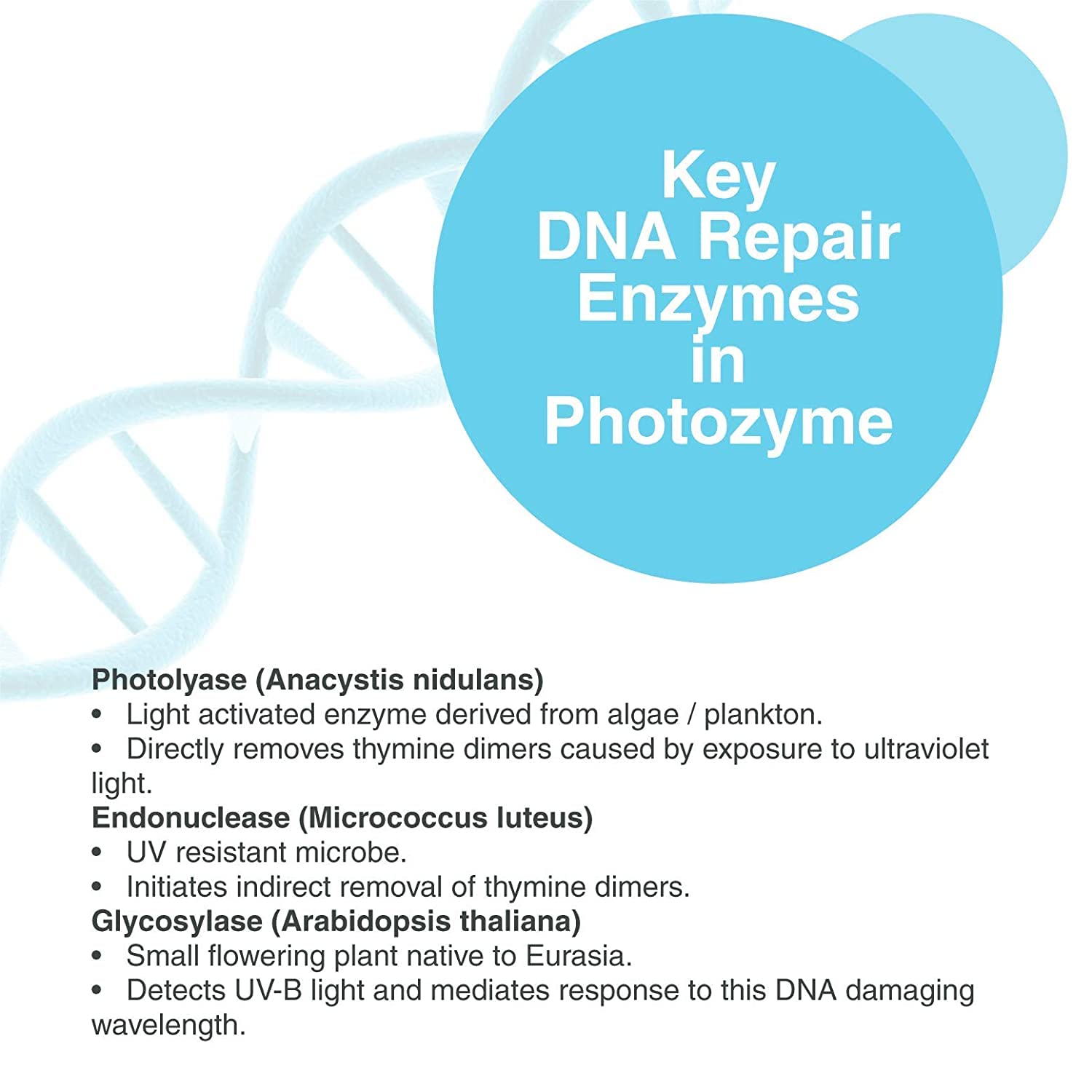 Photozyme DNA Repair Body Lotion pump-top enables quick, clean application.