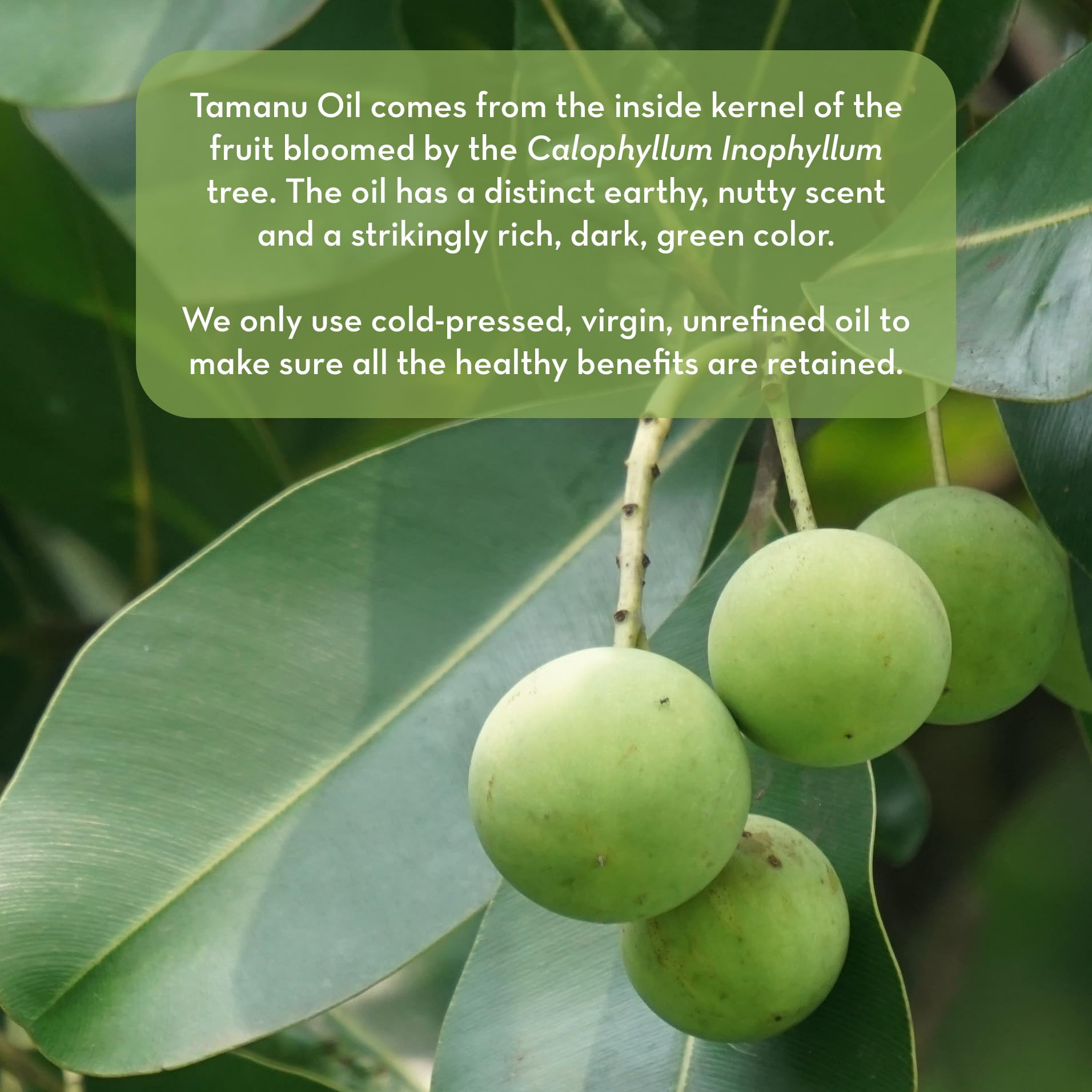 Pure Body Naturals Tamanu Oil night treatment on face highlights deep conditioning while you sleep.