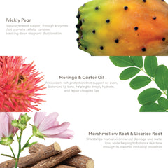 Prickly pear, moringa, and castor oil bottles from S'ABLE Labs.