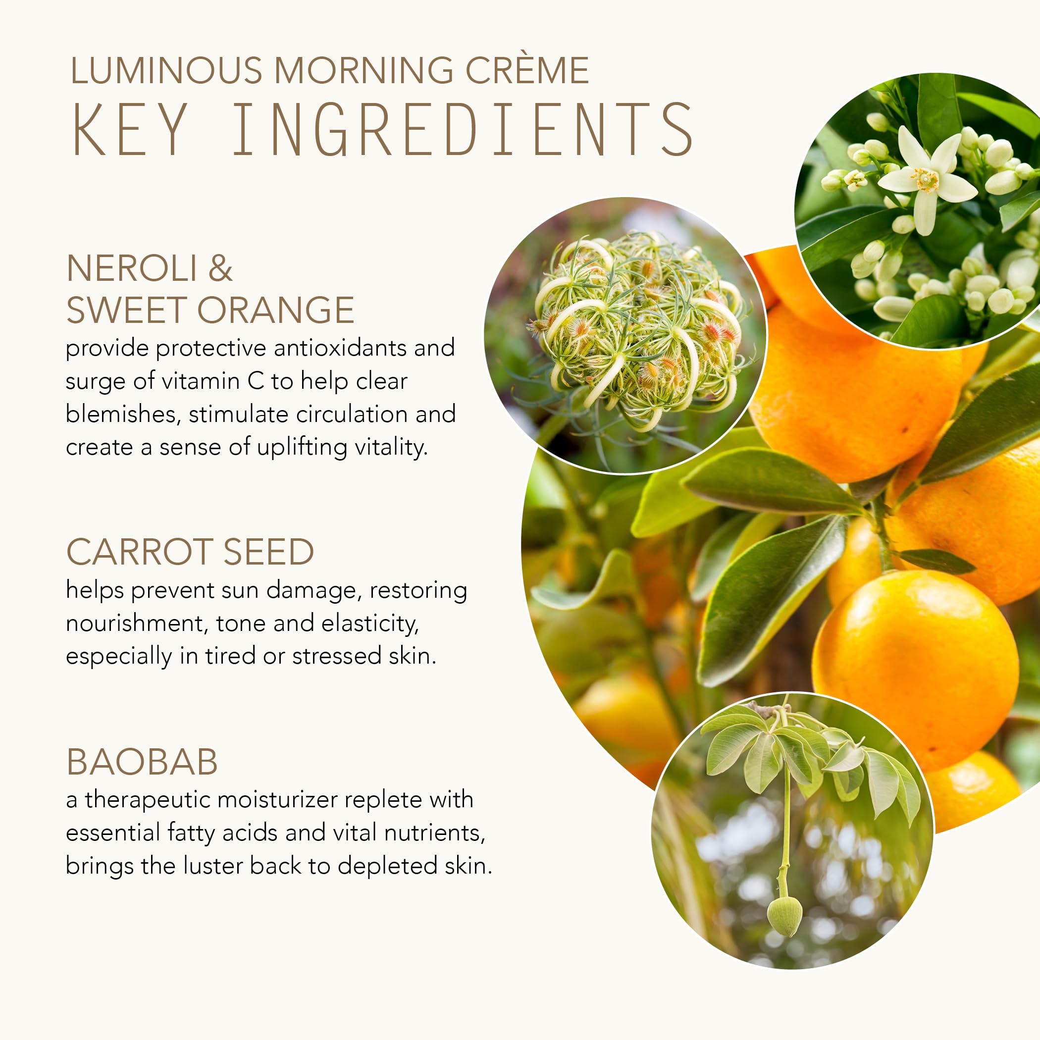 Tammy Fender Luminous Morning Creme packaging highlights clean, plant-based skincare.