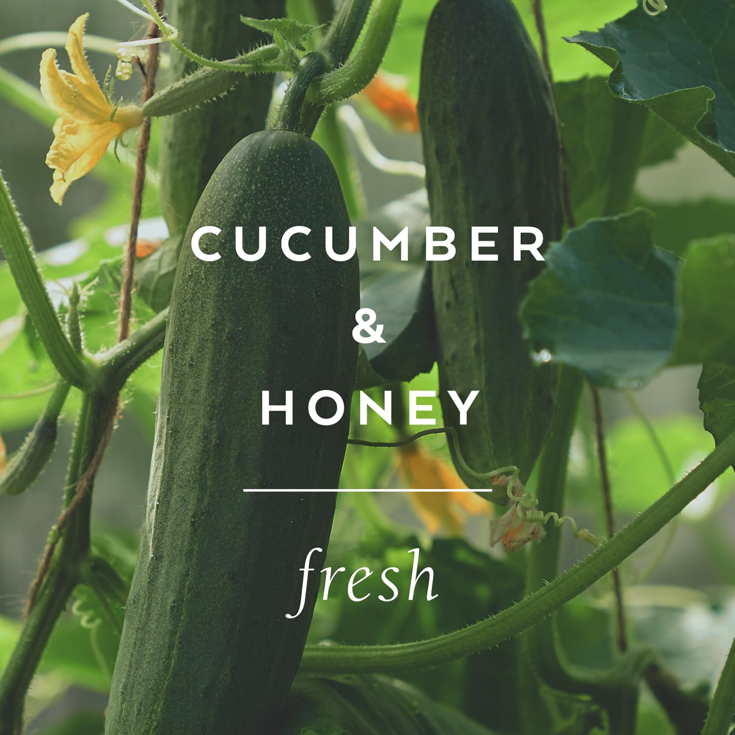 Cucumber-honey ingredients highlight natural nourishment for the skin.