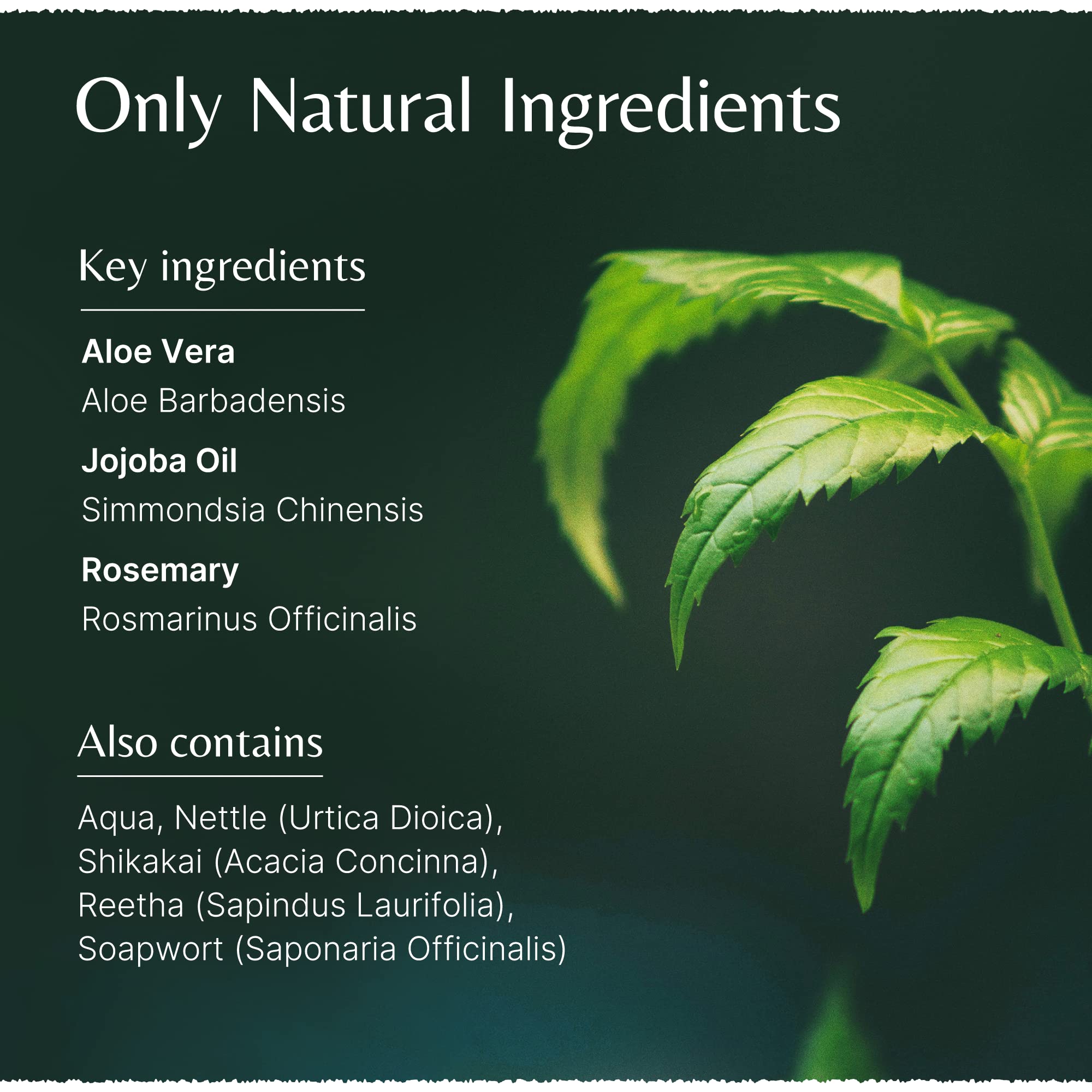 The House of Mistry mistrys shampoo pours into palm showing creamy lather.