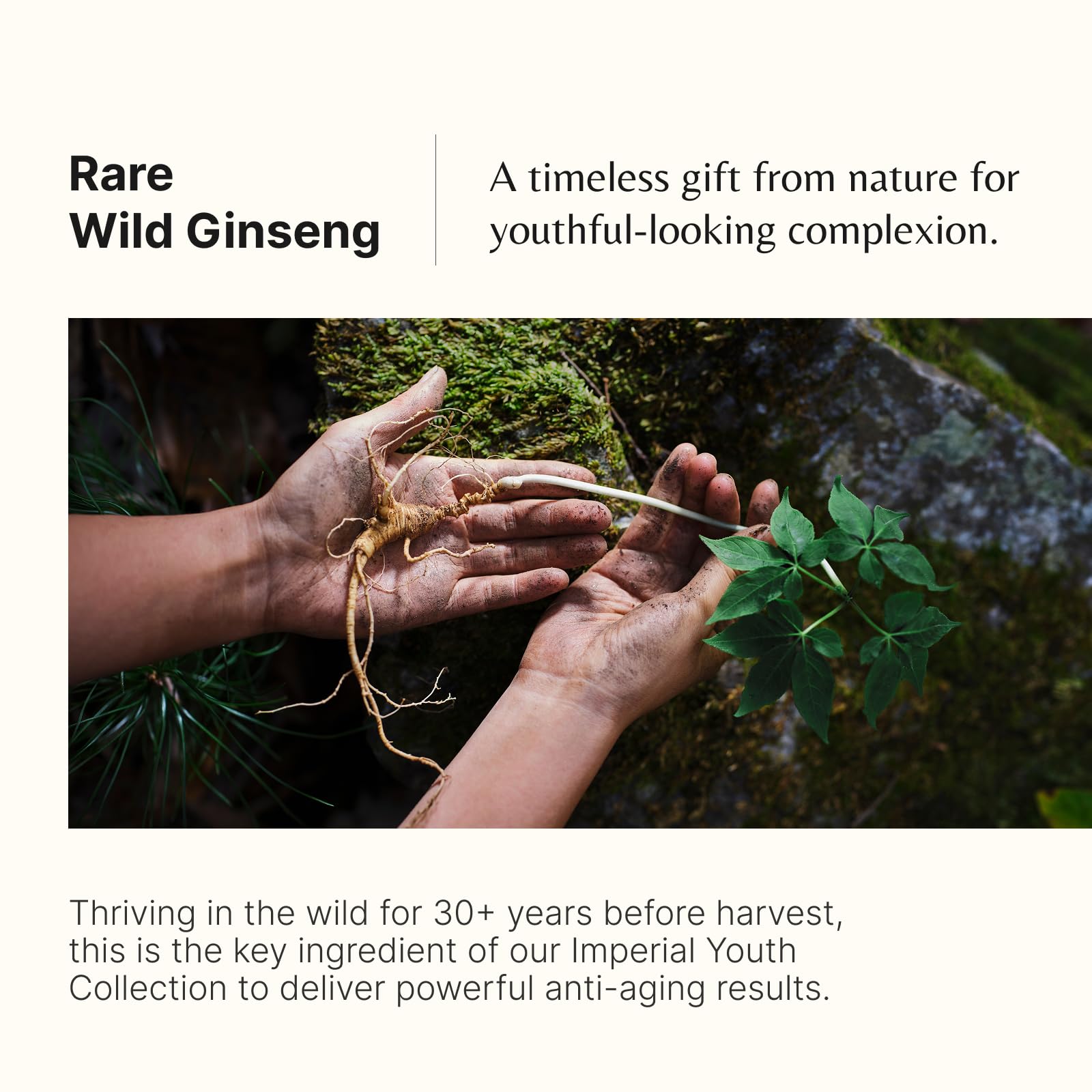 Wild ginseng and antioxidant botanicals are featured in THE WHOO Imperial Youth Cream ingredients.