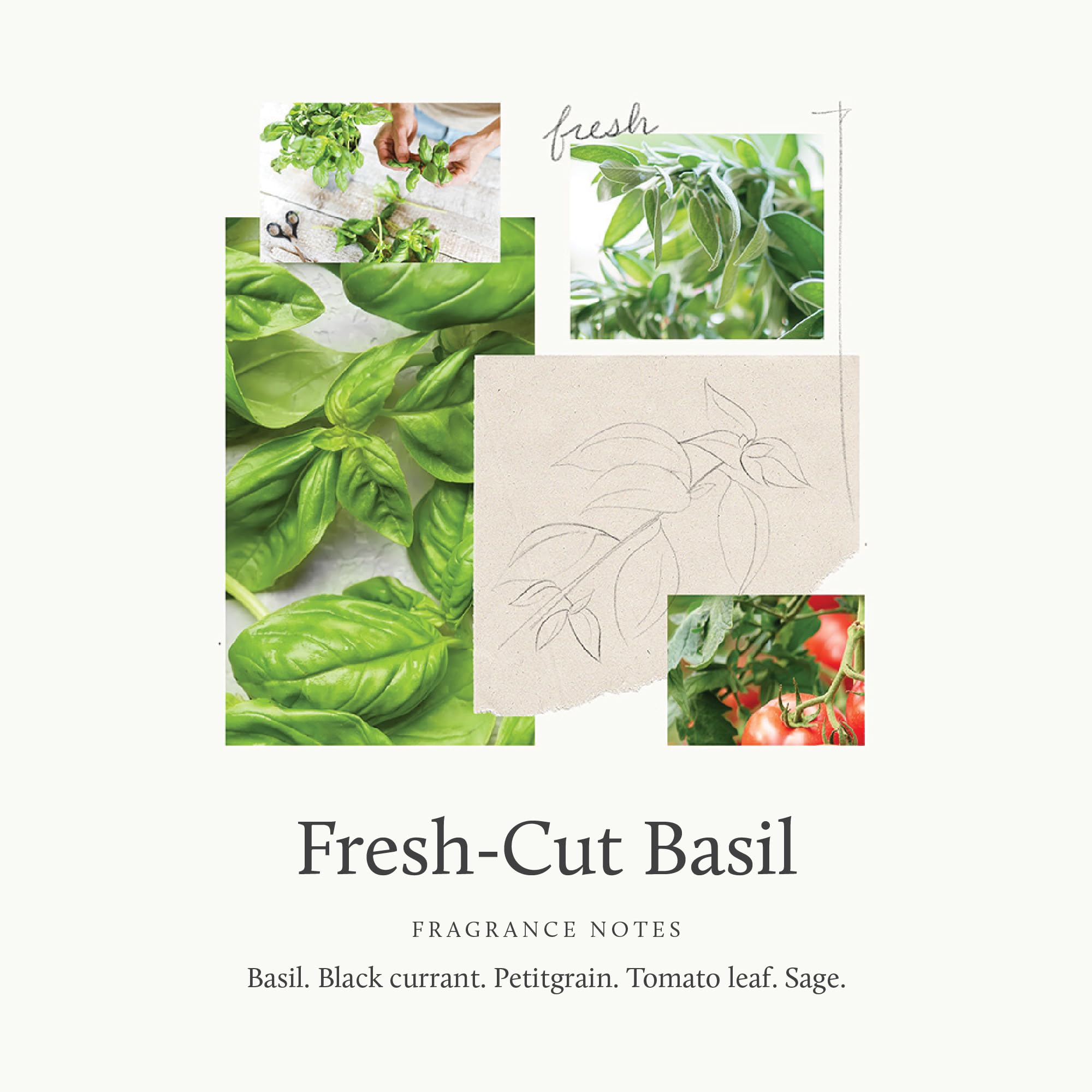 Thymes Fresh-Cut Basil fragrance swatch highlighting herbal notes.